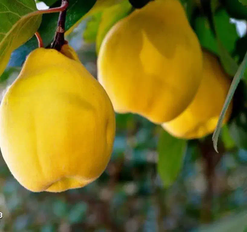 پیشفروش نهال به اونشاب لیبل دار|خدمات باغبانی و درختکاری|ایوان, |دیوار