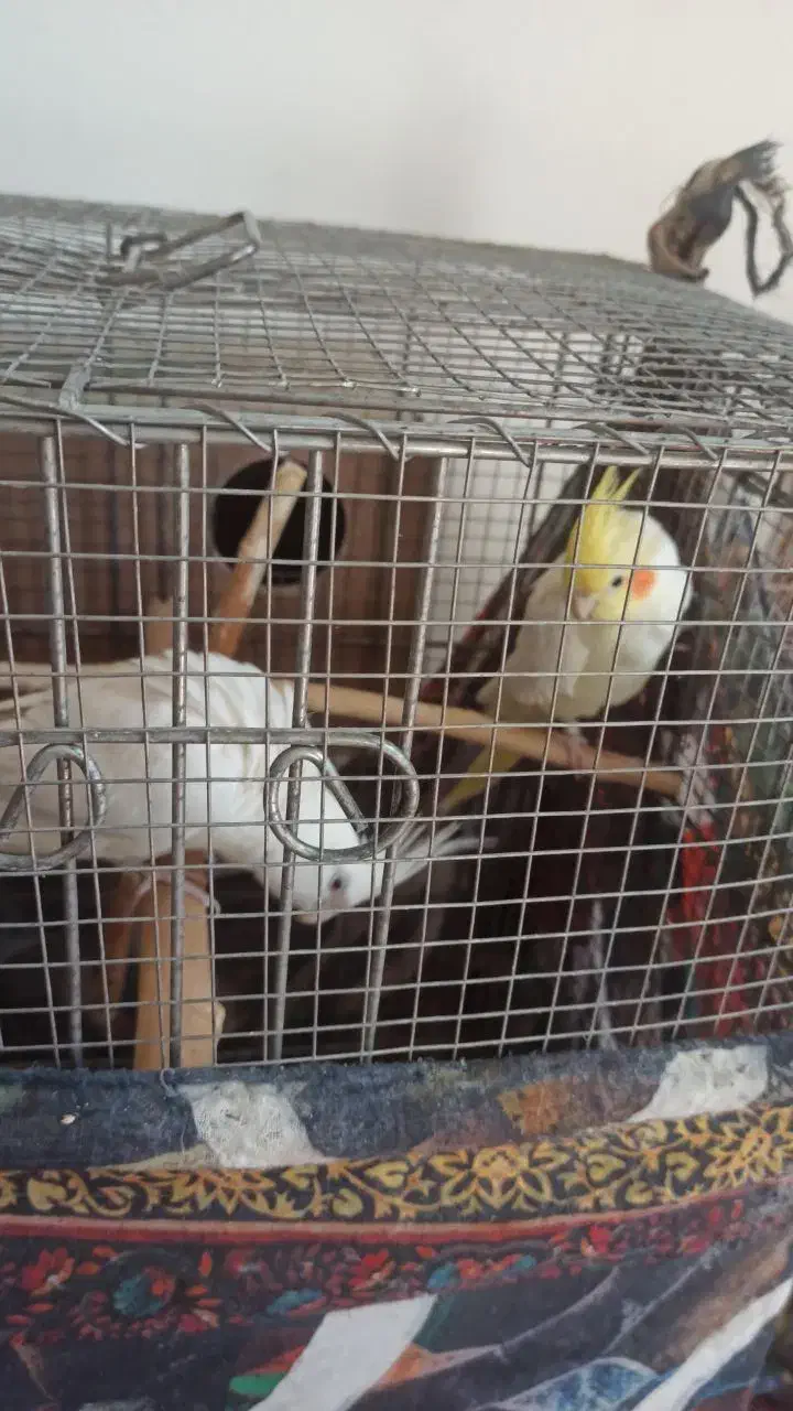 فروش یک جفت عروس هلندی مولد نر لوتینوماده آلبینو|پرنده|جهرم, |دیوار