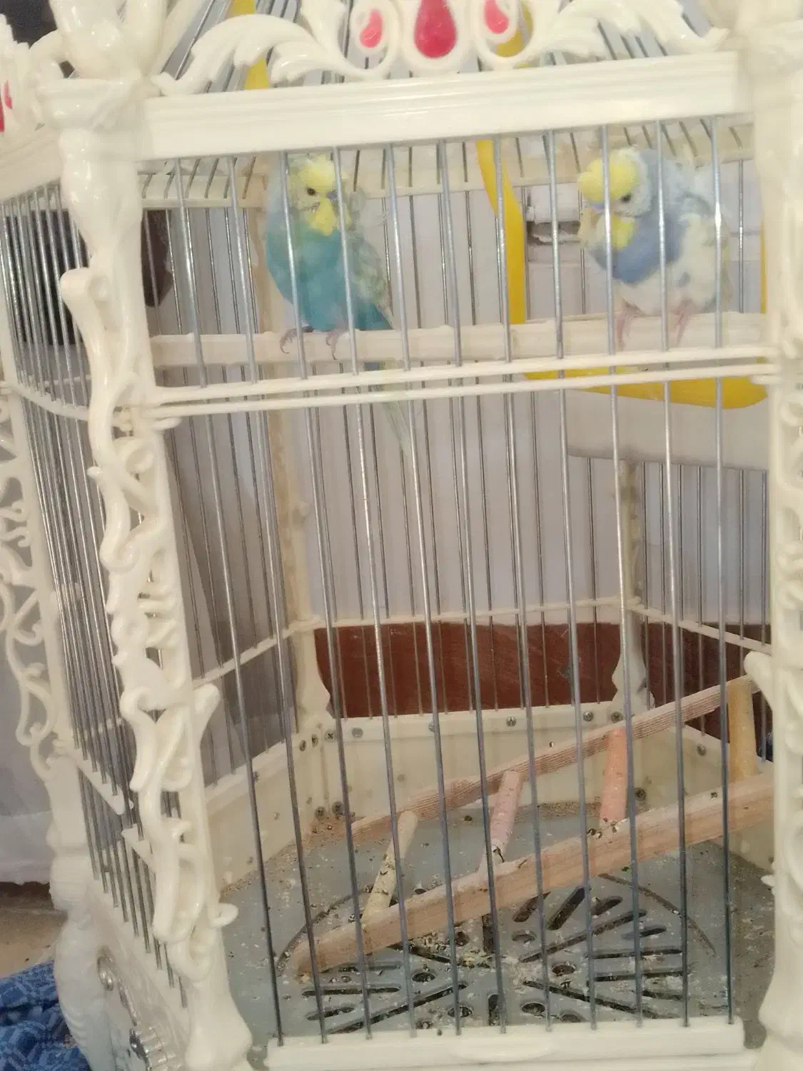 عروس هلندی با ۷ تا تخم عروس هلندی و مرغ عشق با قفس|پرنده|فیروزکوه, |دیوار