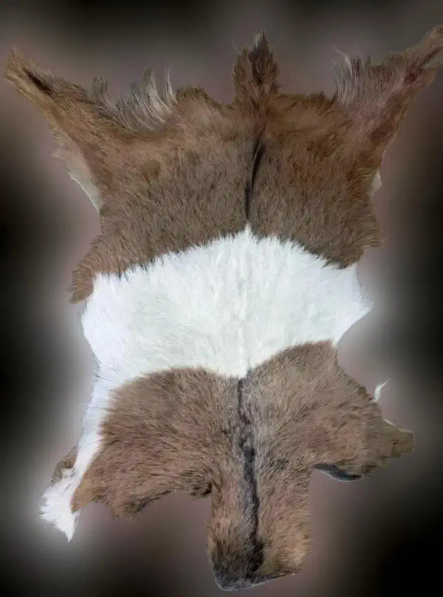 پوست بز|صنایع دستی و سایر لوازم تزئینی|تهران, مدائن|دیوار