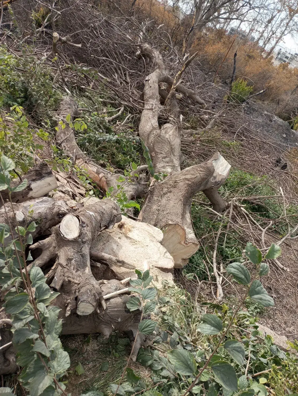 چوب زغالی|خدمات باغبانی و درختکاری|شیراز, میرزاکوچک خان|دیوار