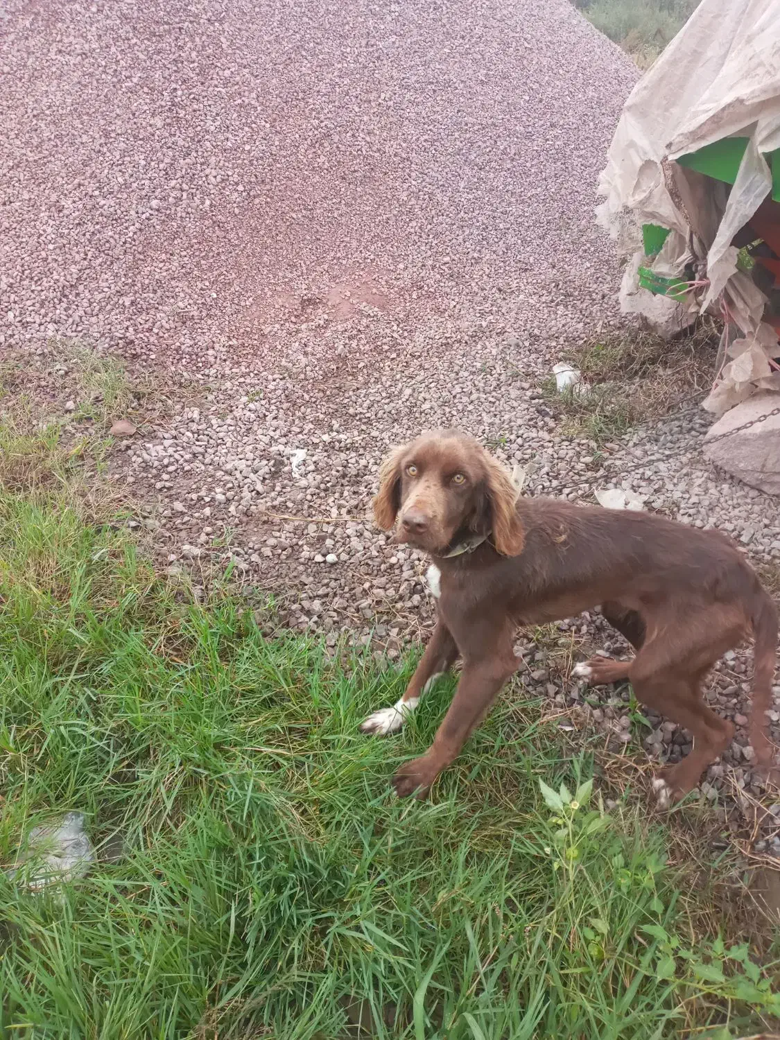 توله شکاری ماده|سگ|سیاهکل, |دیوار