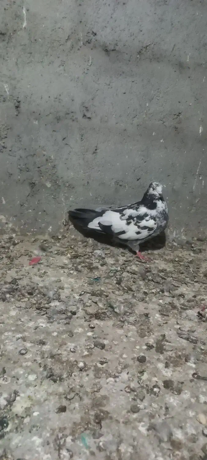 جانور|پرنده|آق قلا, |دیوار