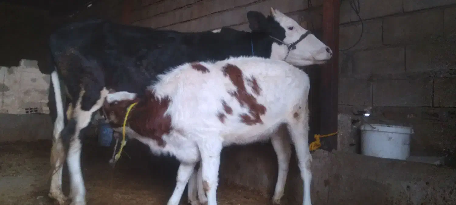 گوساله دورگه|حیوانات مزرعه|پلدختر, |دیوار