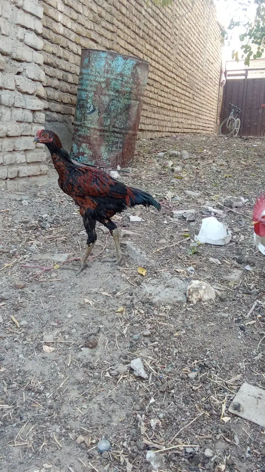 جوجه لاری|حیوانات مزرعه|تربت‌حیدریه, هاشمی‌نژاد|دیوار