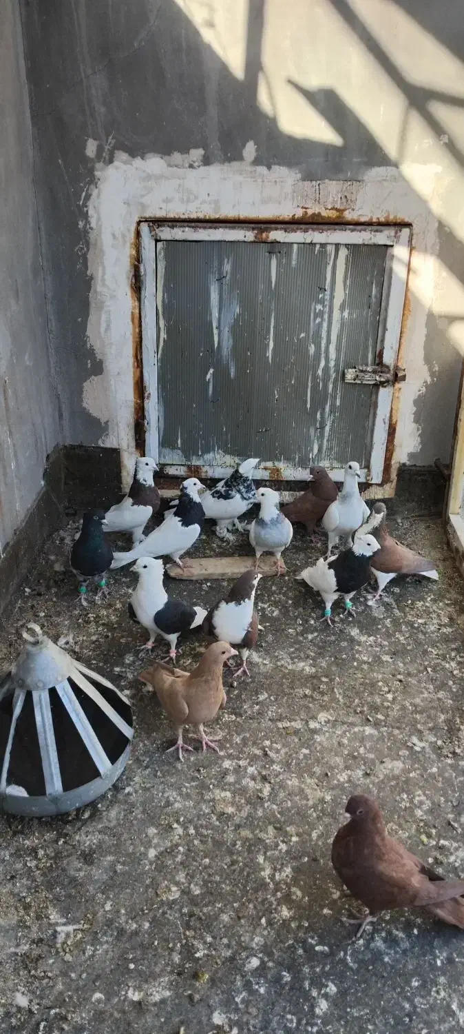 کفتر ساده سرخ طوقی زرد کرمانی پشت بال سیاه|پرنده|تربت‌حیدریه, بالا ولایت|دیوار