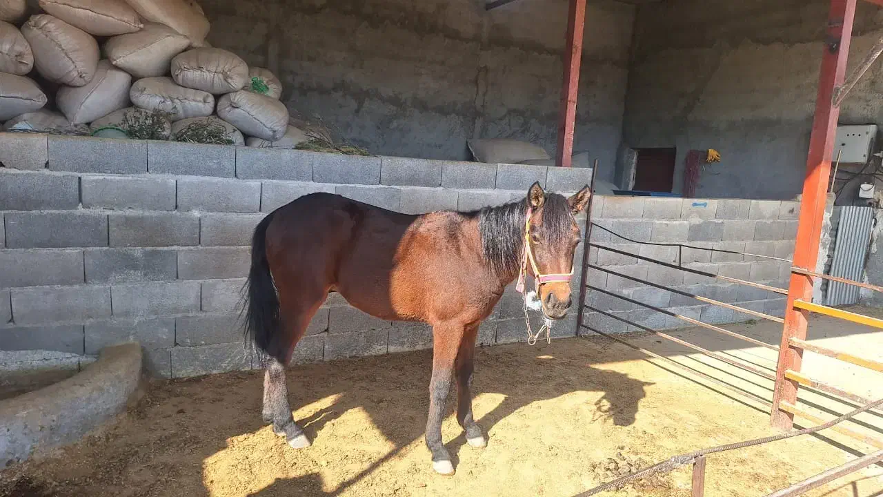 فروش یک راس اسب خرسان جوان|اسب و تجهیزات اسب‌سواری|ایذه, |دیوار