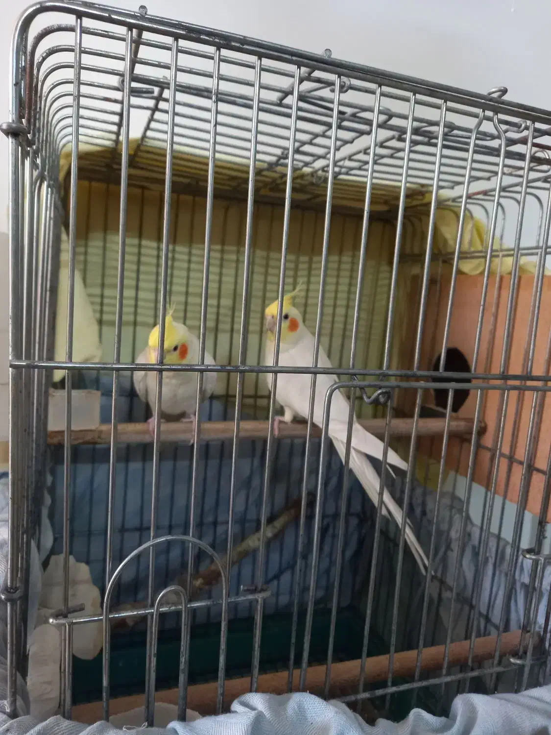 عروس هلندی لوتیتو رام و دستی|پرنده|آمل, |دیوار