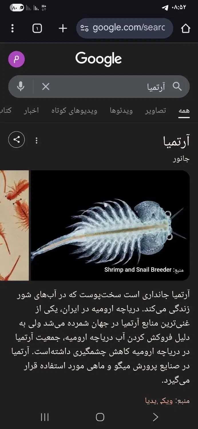 آرتمیا|ماهی|همدان, |دیوار