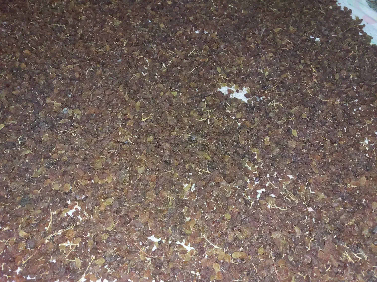 کشمش درجه 1|خوردنی و آشامیدنی|کرمانشاه, |دیوار