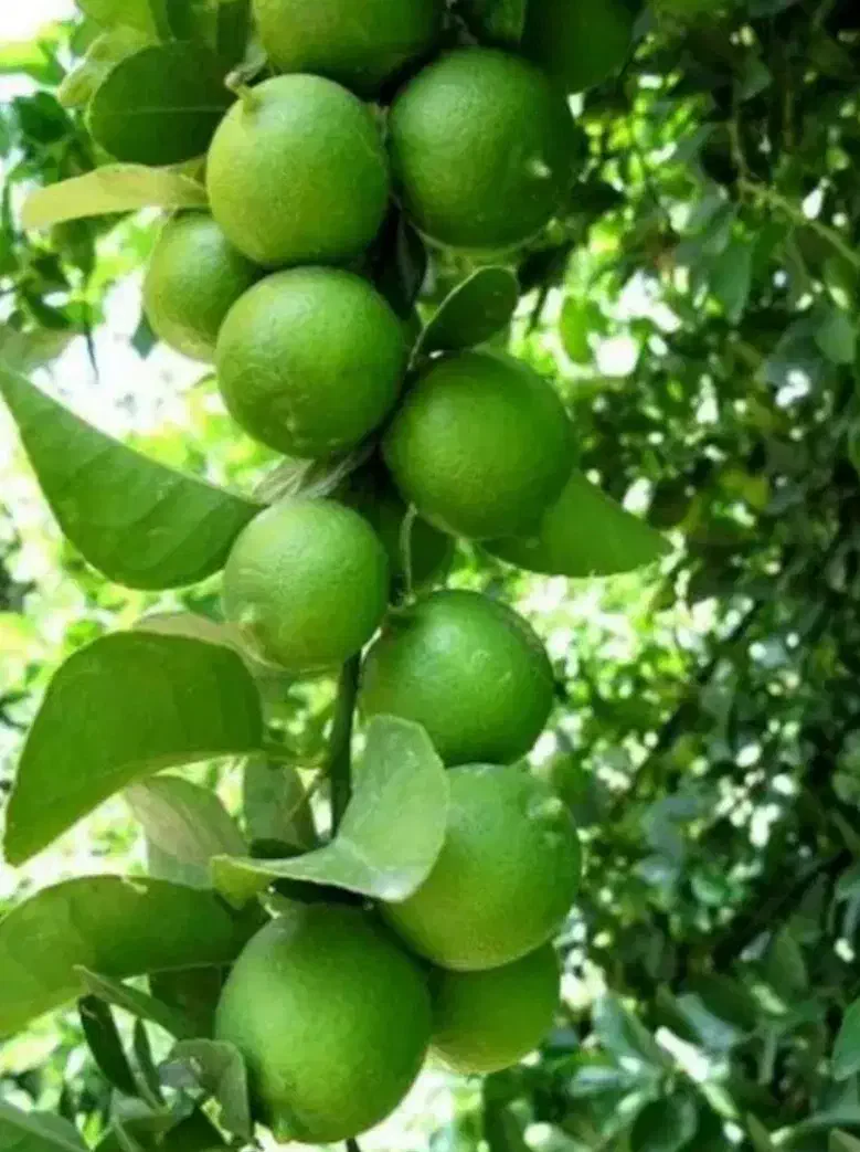 باغ لیمو|فروش زمین و ملک کلنگی|بوستان, |دیوار