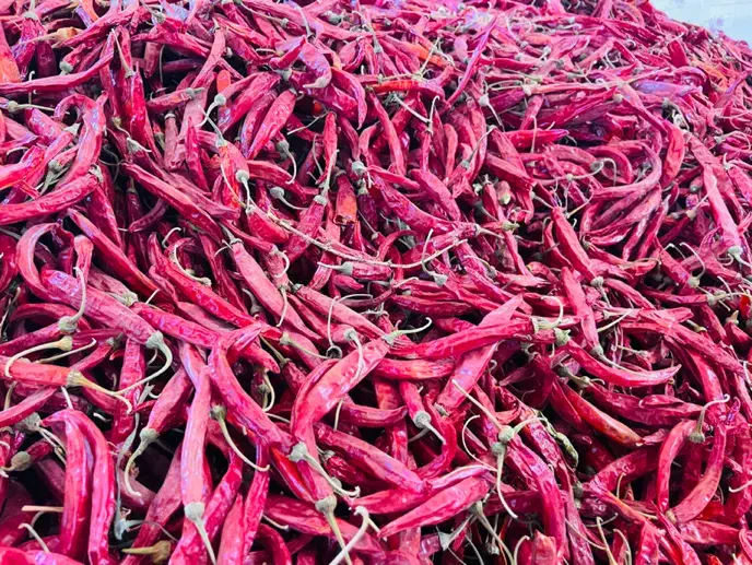 فلفل تند قلمی قرمز هشک|عمده‌فروشی|کازرون, |دیوار