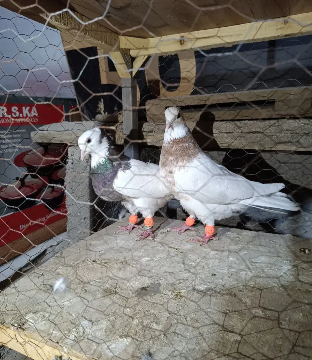 کفتر طوقی|پرنده|مشهد, نیزه|دیوار