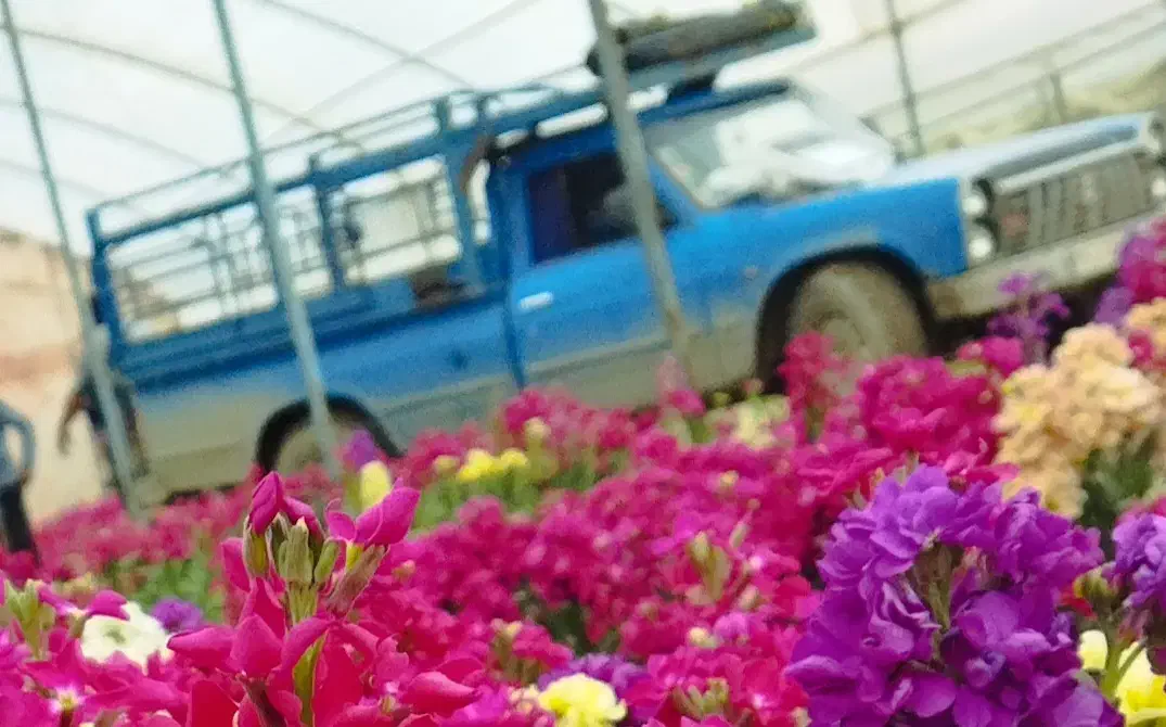 وانت بار کرایه ای نیسان بار حمل بار وانت بار|خدمات حمل و نقل|نجفآباد, حومه نجف آباد|دیوار