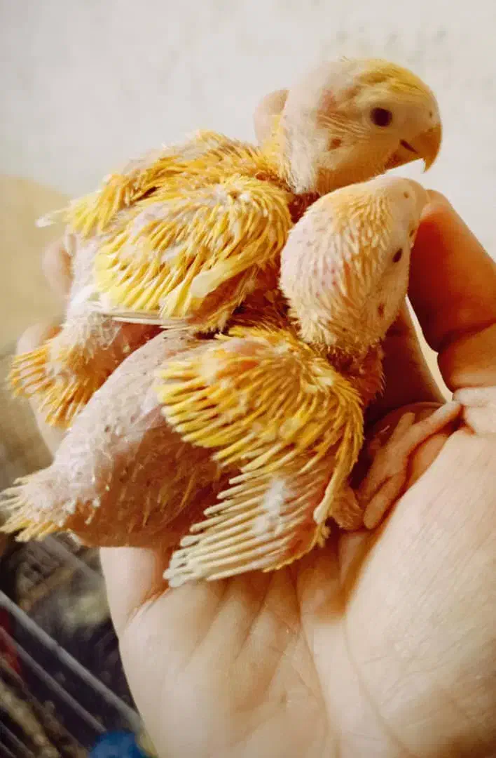 فروش انواع نژاد عروس هلندی|پرنده|بندر دیر, |دیوار