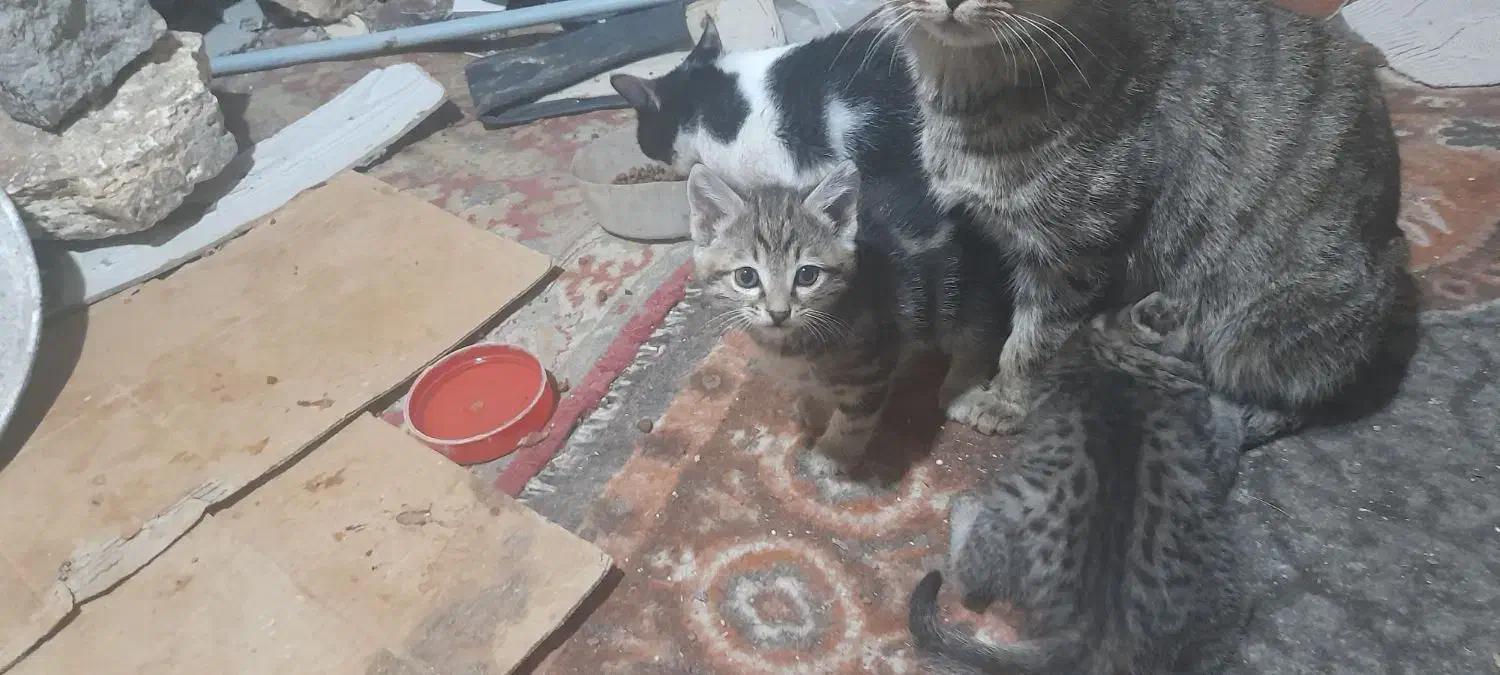 واگذاری رایگان بچه گربه|گربه|مراغه, |دیوار