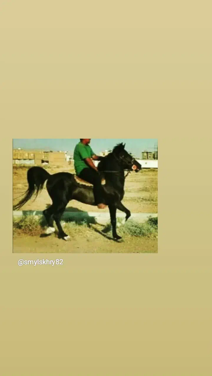 نریان سیلمی 7سال بشرط|اسب و تجهیزات اسب‌سواری|شیراز, شهرک مهدیه|دیوار