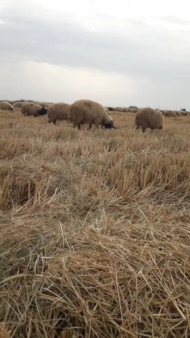 گوسفند فروشی|حیوانات مزرعه|سوسنگرد, |دیوار