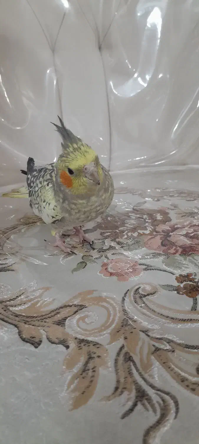 لوتینو|پرنده|مشهد, کشف|دیوار