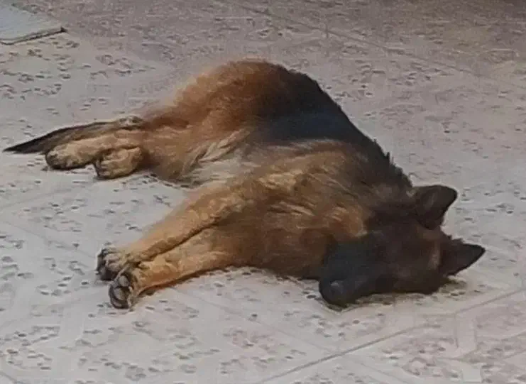 سگ ژرمن گم شده|سگ|کرمان, |دیوار