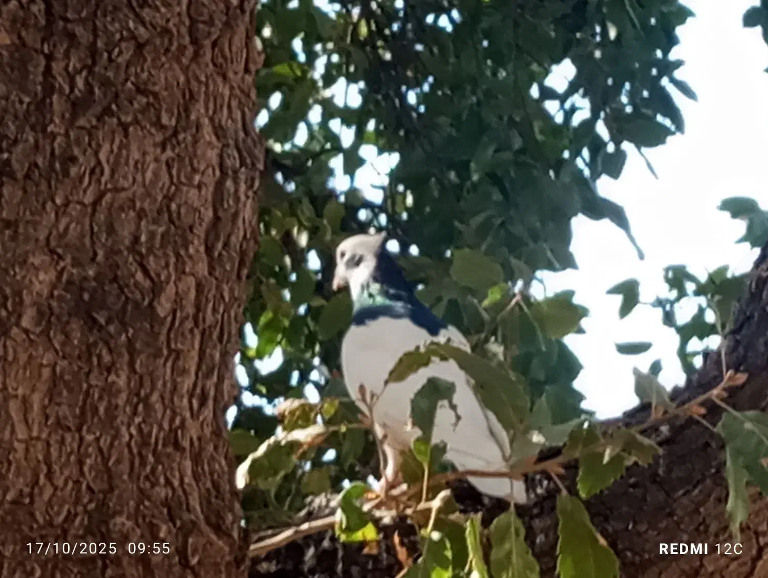 کبوتر طوقی|پرنده|کوهمره, |دیوار