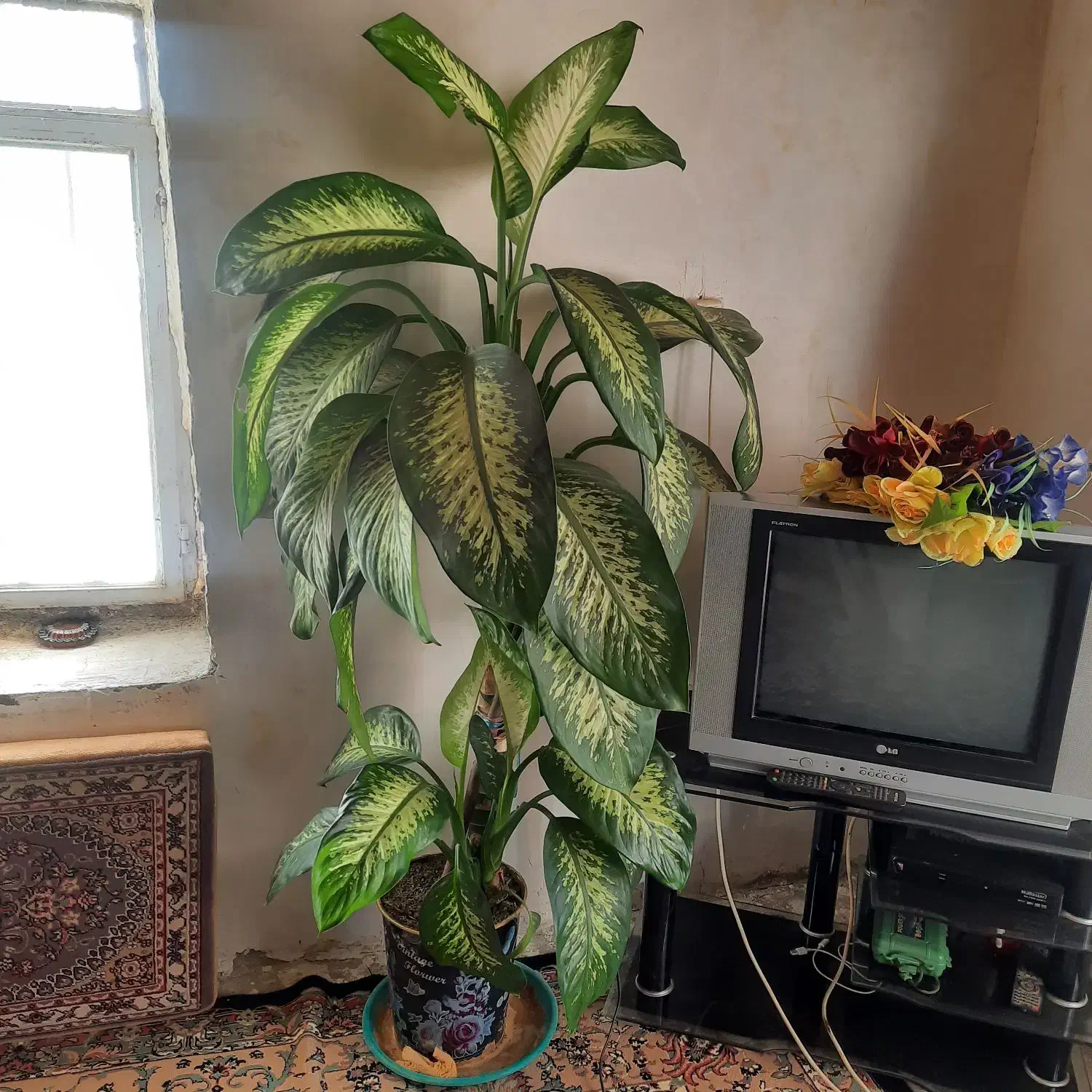 گل زیبای دیفن|گل و گیاه طبیعی|بانه, |دیوار