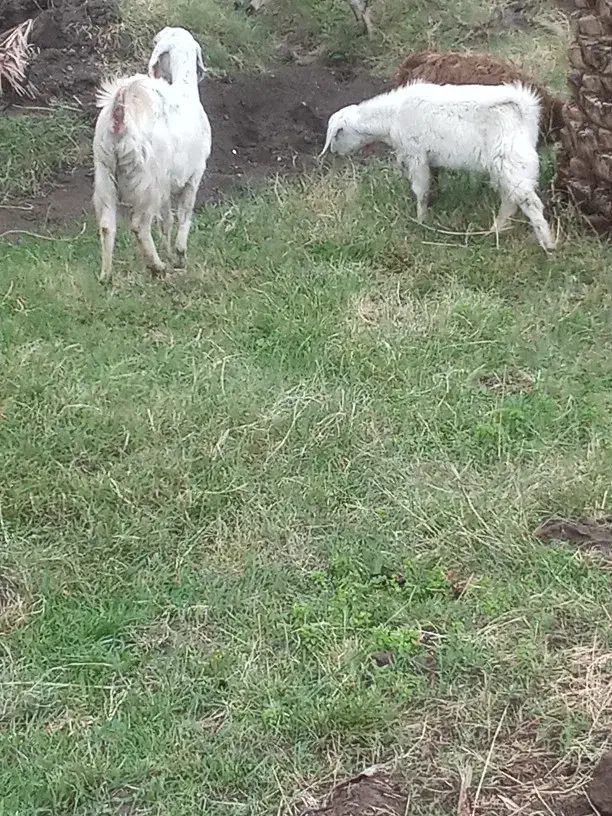 گوسفند گم شده|حیوانات|بم, |دیوار