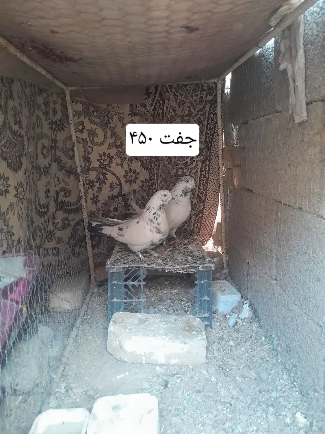 ۵ عدد کبوتر|پرنده|جرقویه, |دیوار