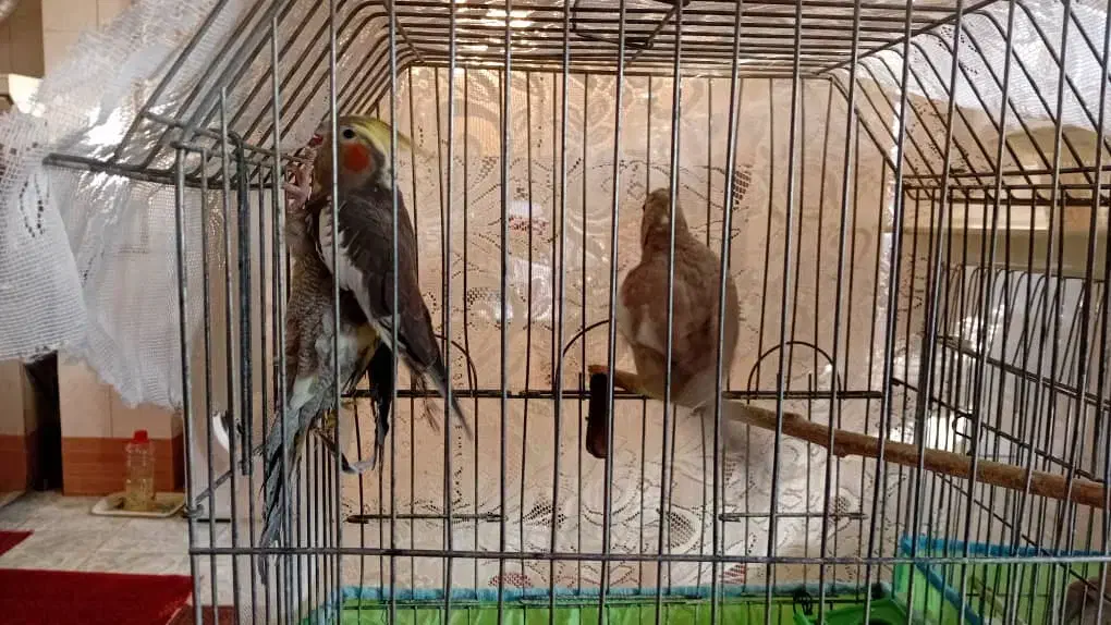 فروش ۲ جفت عروس هلندی|پرنده|دره شهر, |دیوار