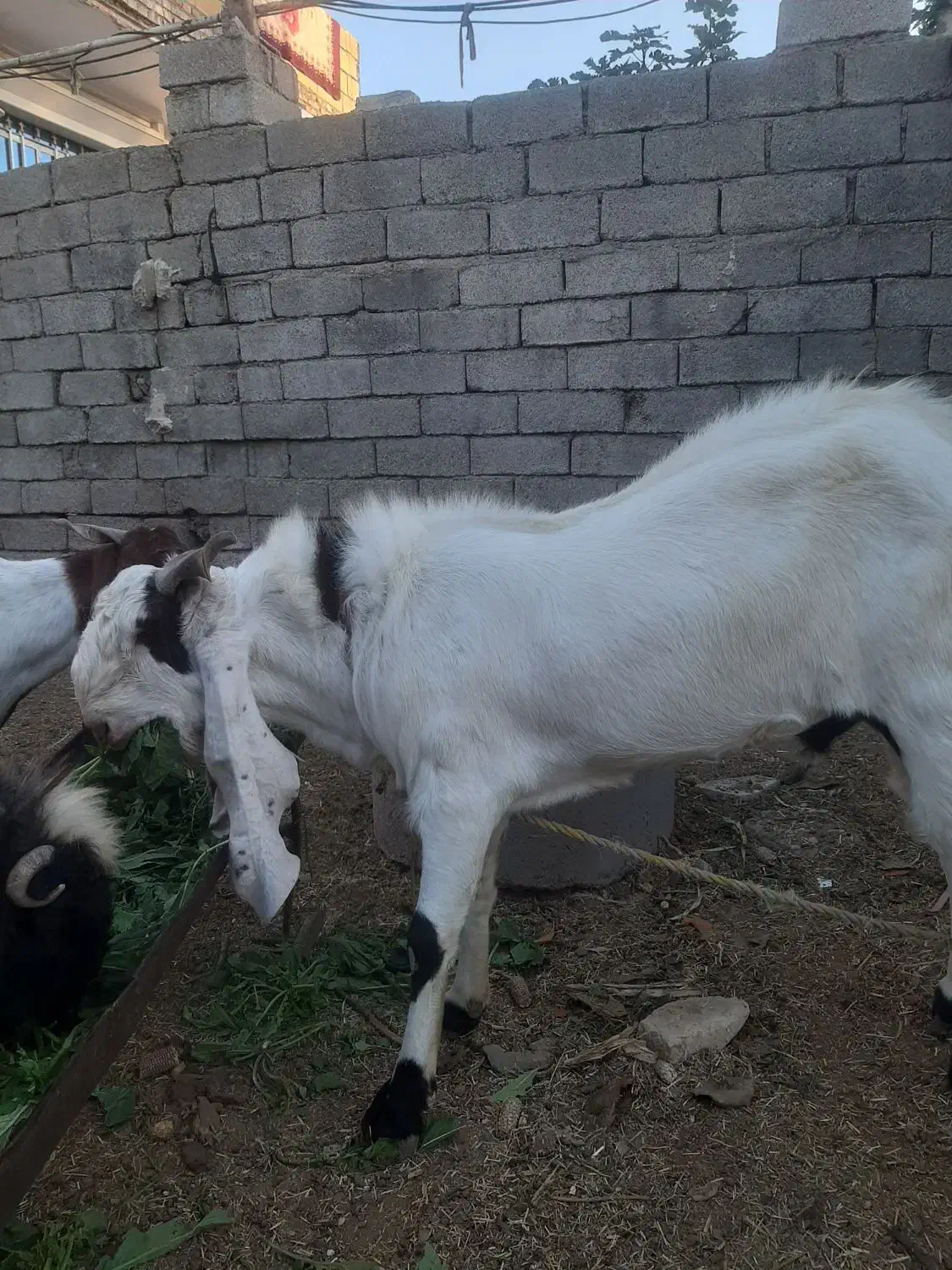 نر بز افغانی اصل اصل|حیوانات مزرعه|شوش, |دیوار