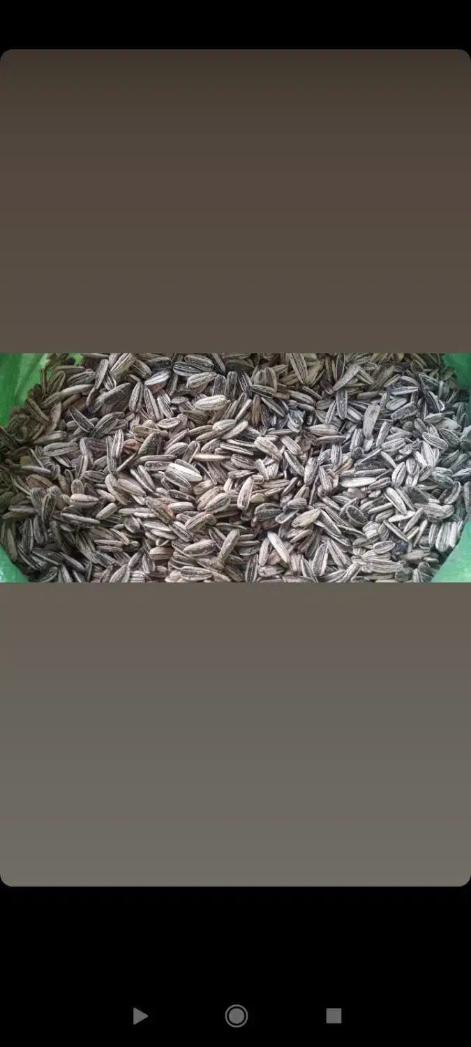 تخمه کدو،تخمه آفتاب و...|خوردنی و آشامیدنی|ری, علایین|دیوار