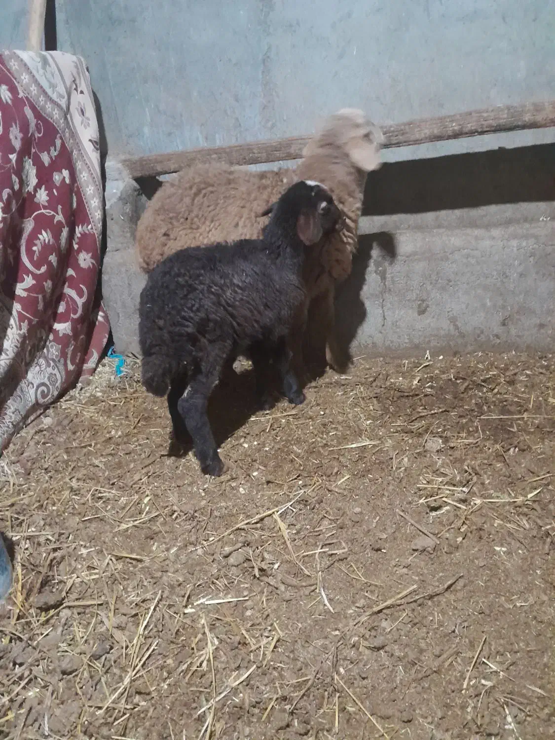 گوسفند|حیوانات مزرعه|هیر, |دیوار