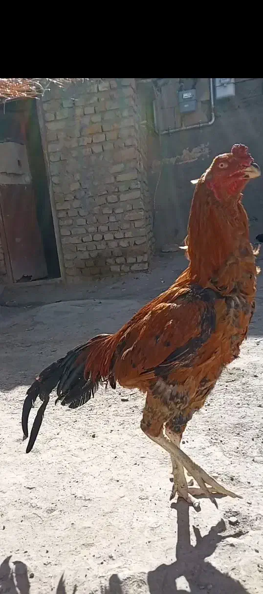 لاری|حیوانات مزرعه|فریمان, |دیوار