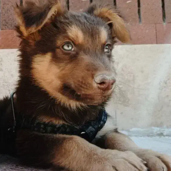 واگذاری سگ ژرمن لیور|سگ|سیرجان, |دیوار