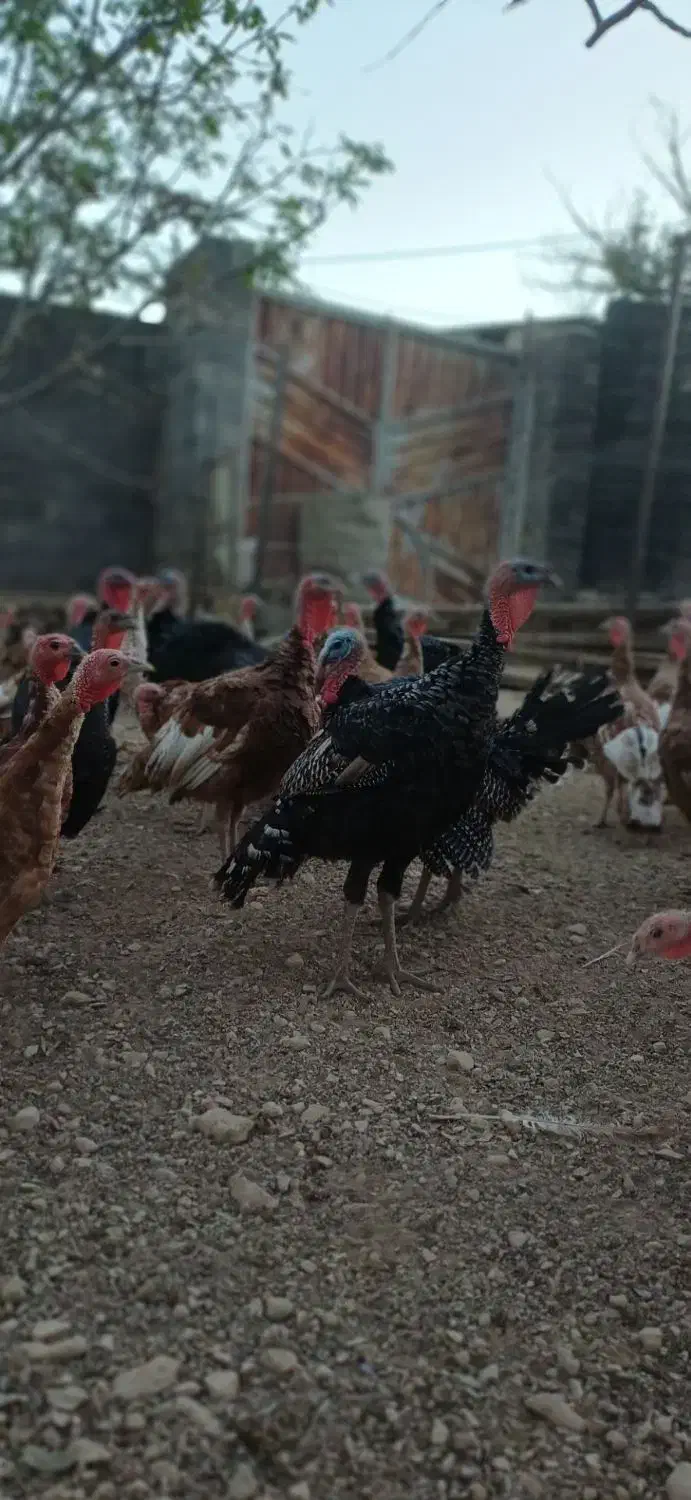 فروش بوقلمون کلی و جزئی|حیوانات مزرعه|همدان, |دیوار