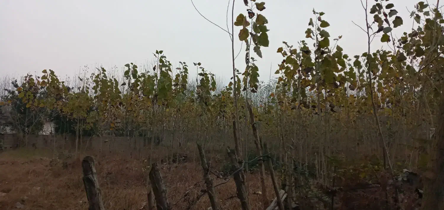 فروش زمین قیمت مناسب|فروش زمین و ملک کلنگی|تولم شهر, |دیوار