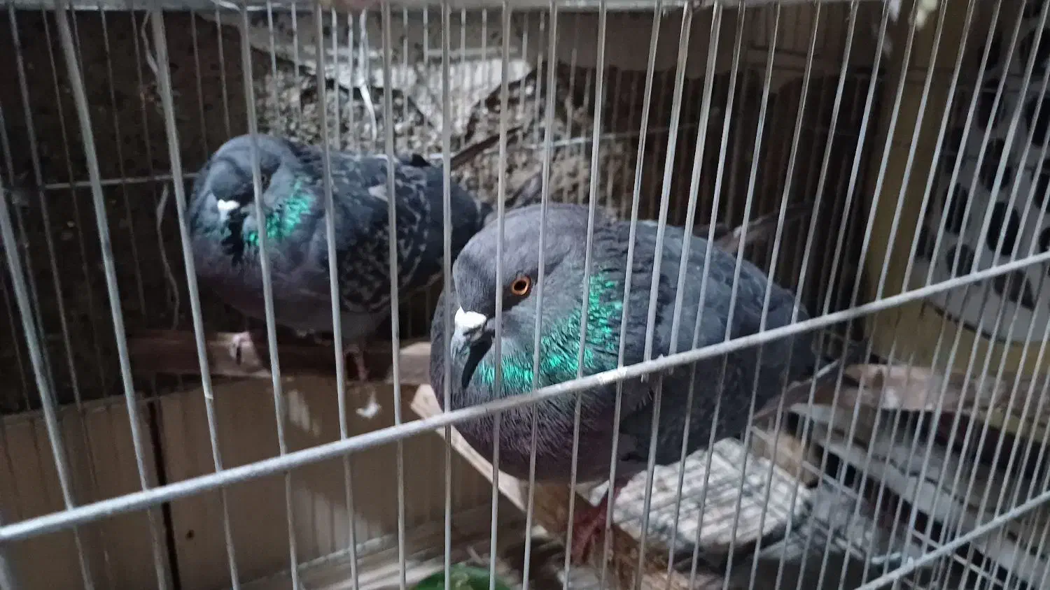 یه جفت سیاهی آخرت پرش|پرنده|ماهدشت, |دیوار