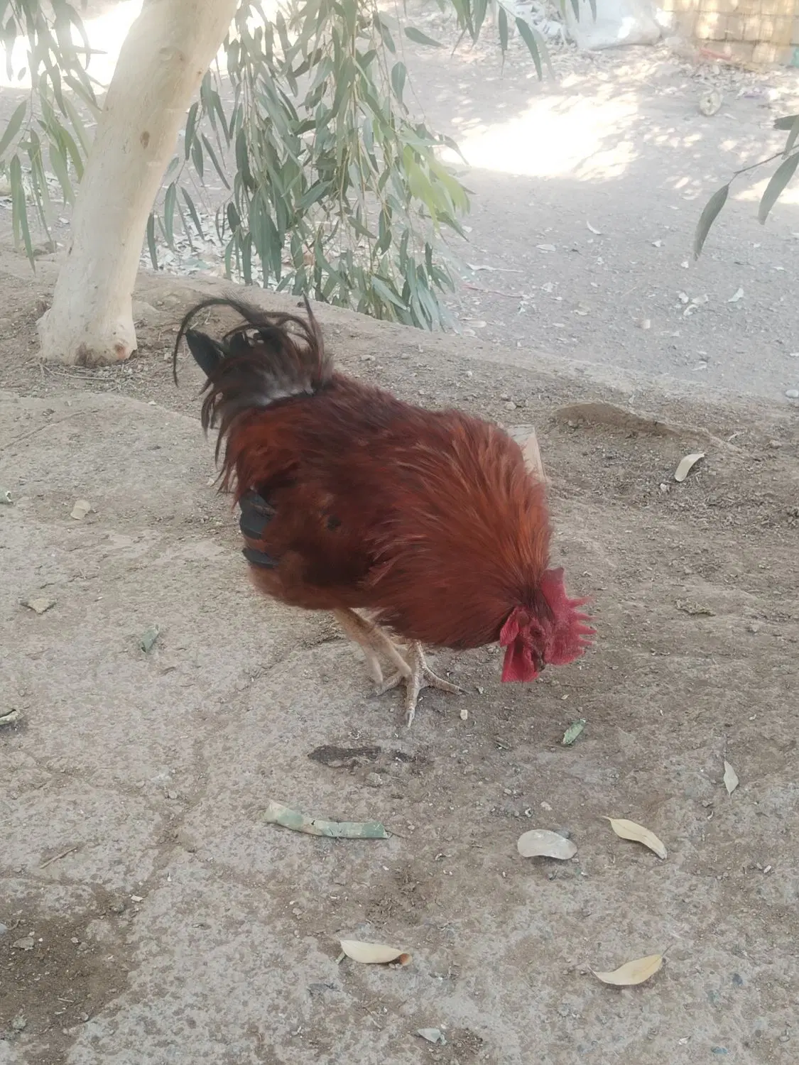 خروس|حیوانات مزرعه|قم, جمکران|دیوار