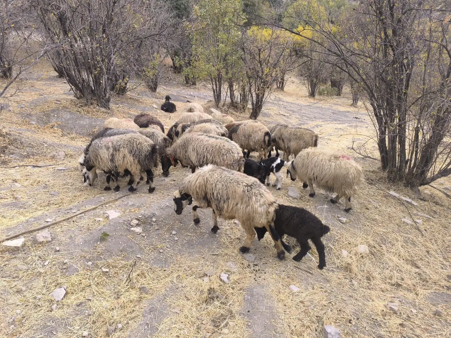 21راس‌میش‌ابسن‌و‌زاییده|حیوانات مزرعه|رودشت (چهارمحال و بختیاری), |دیوار