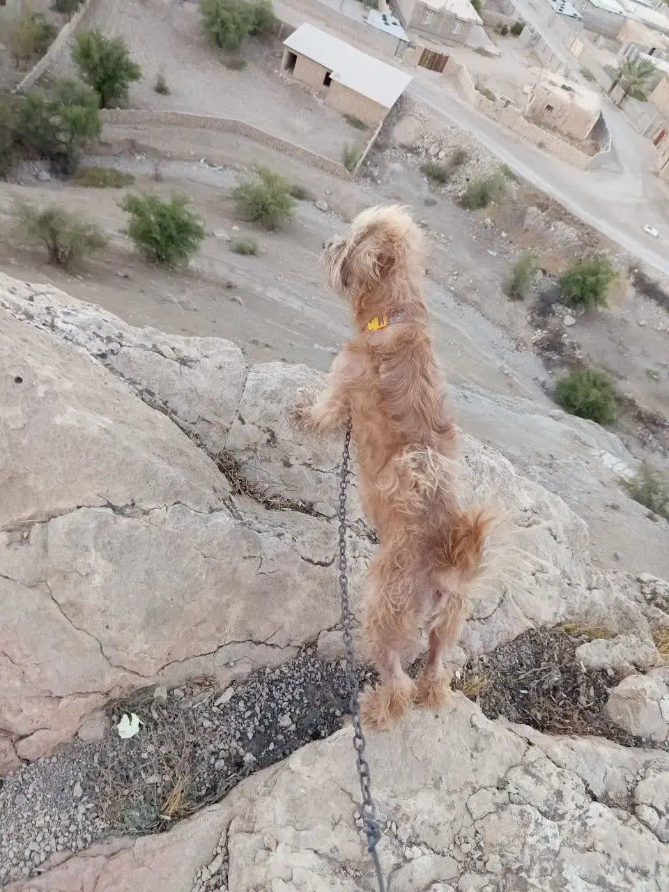 سگ فروشی|سگ|جره و بالاده, |دیوار