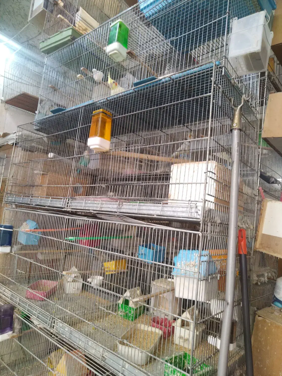 تعدای پرنده (عروس. برزیلی. مرغ عشق. فنج|پرنده|تهران, فلاح|دیوار