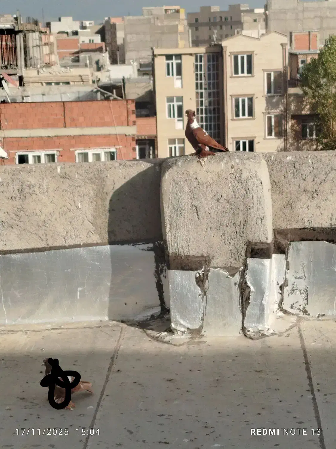 ککیلی الا بوغاز|پرنده|اردبیل, |دیوار