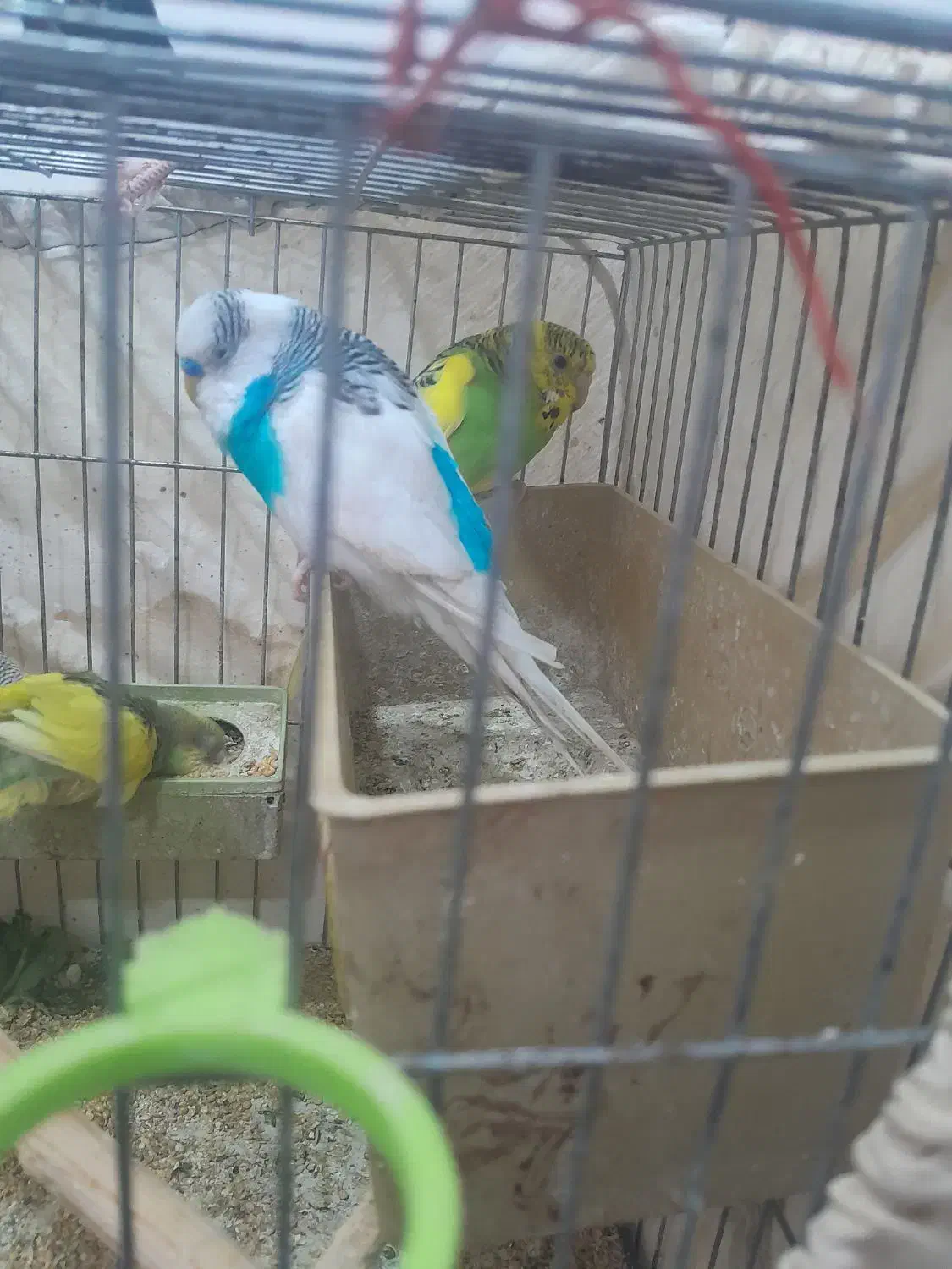 جفت مرغ عشق|پرنده|شوش, |دیوار