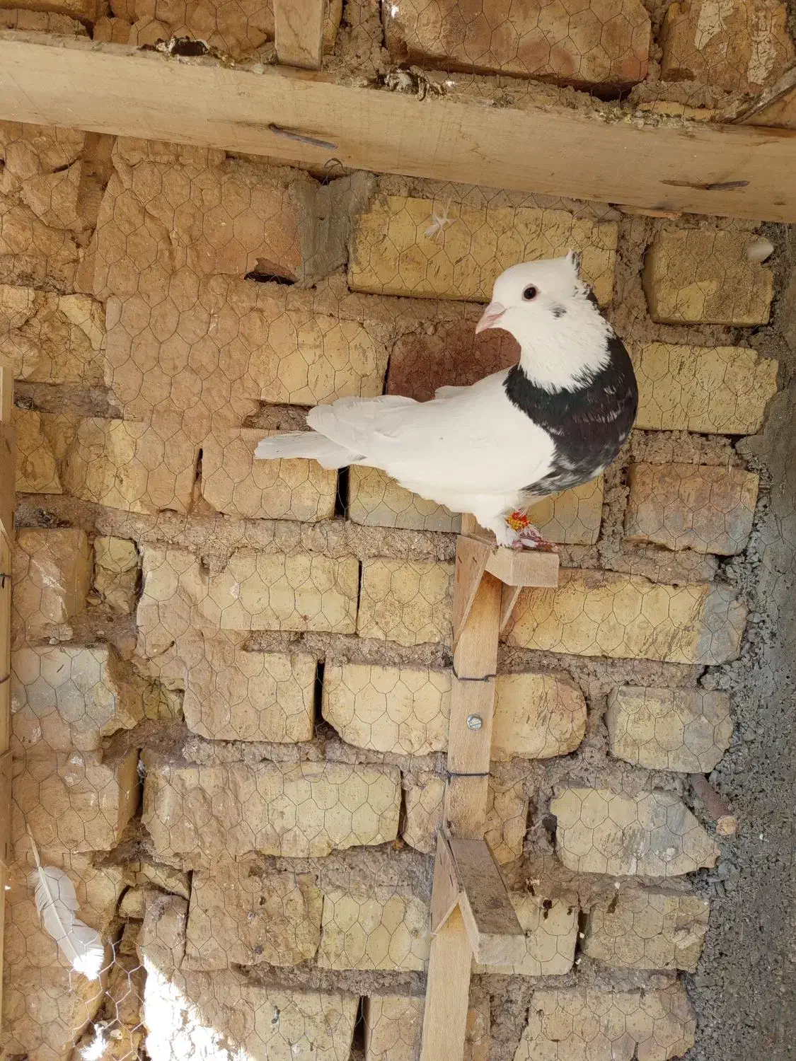 کبوتر طوقی|پرنده|استهبان, |دیوار