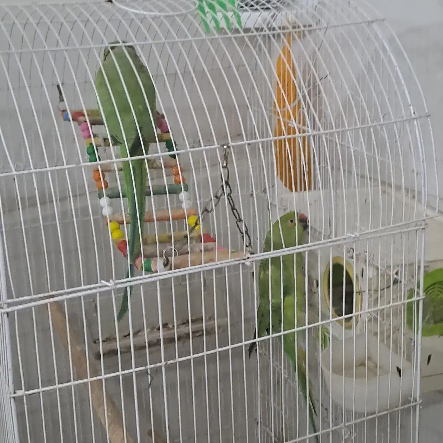 طوطی ملنگو|پرنده|خوسف, |دیوار