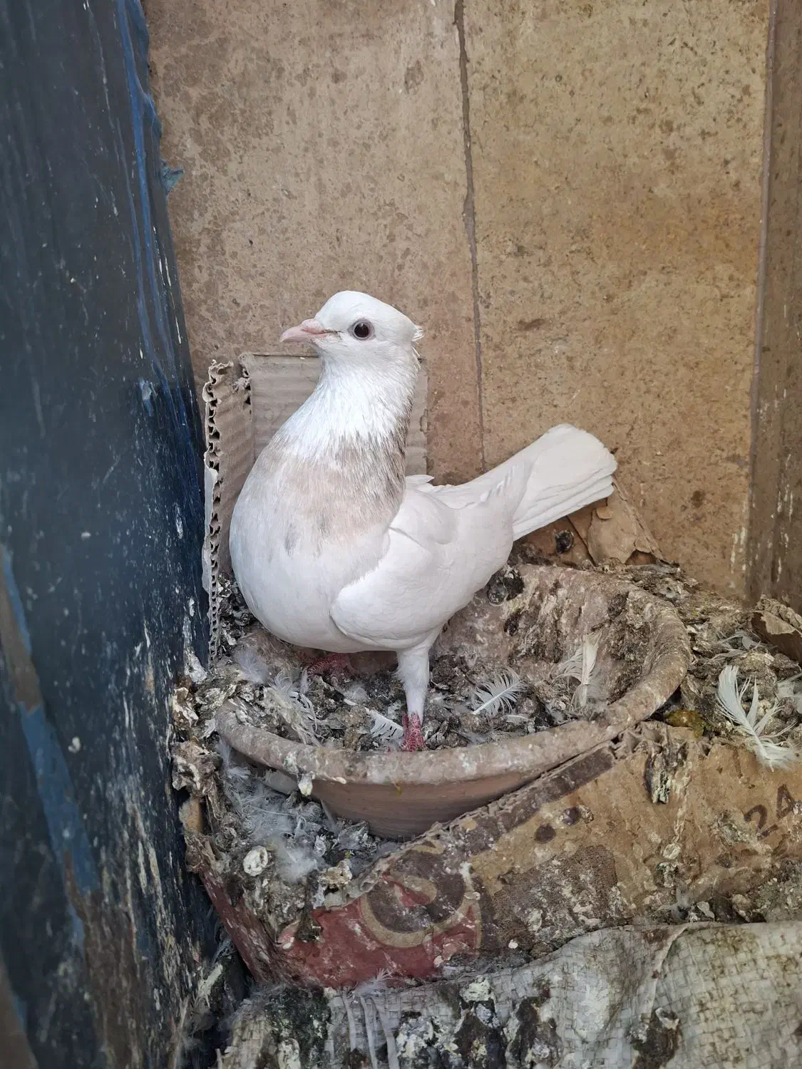 طوقی ماده|پرنده|قم, انسجام|دیوار