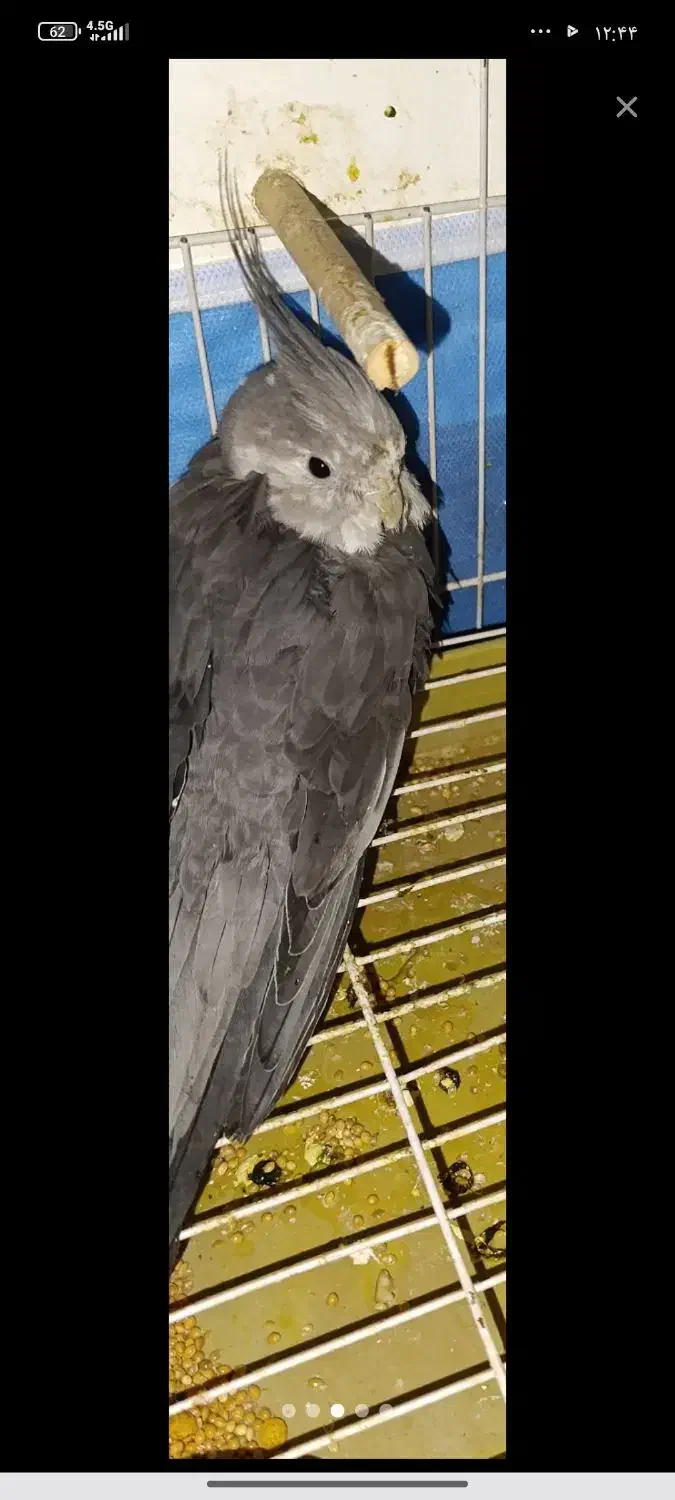 عروس هلندی گمشده|حیوانات|ایرانشهر, |دیوار