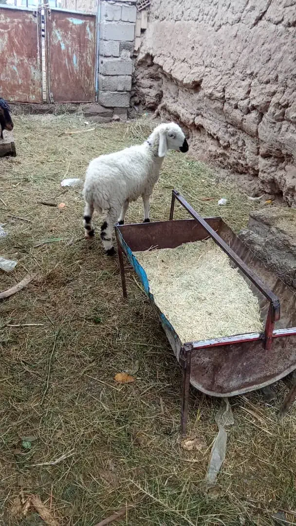 سه میش نری خورده اند و یک میش و بره ب فروش میرسد|حیوانات مزرعه|فهرج, |دیوار