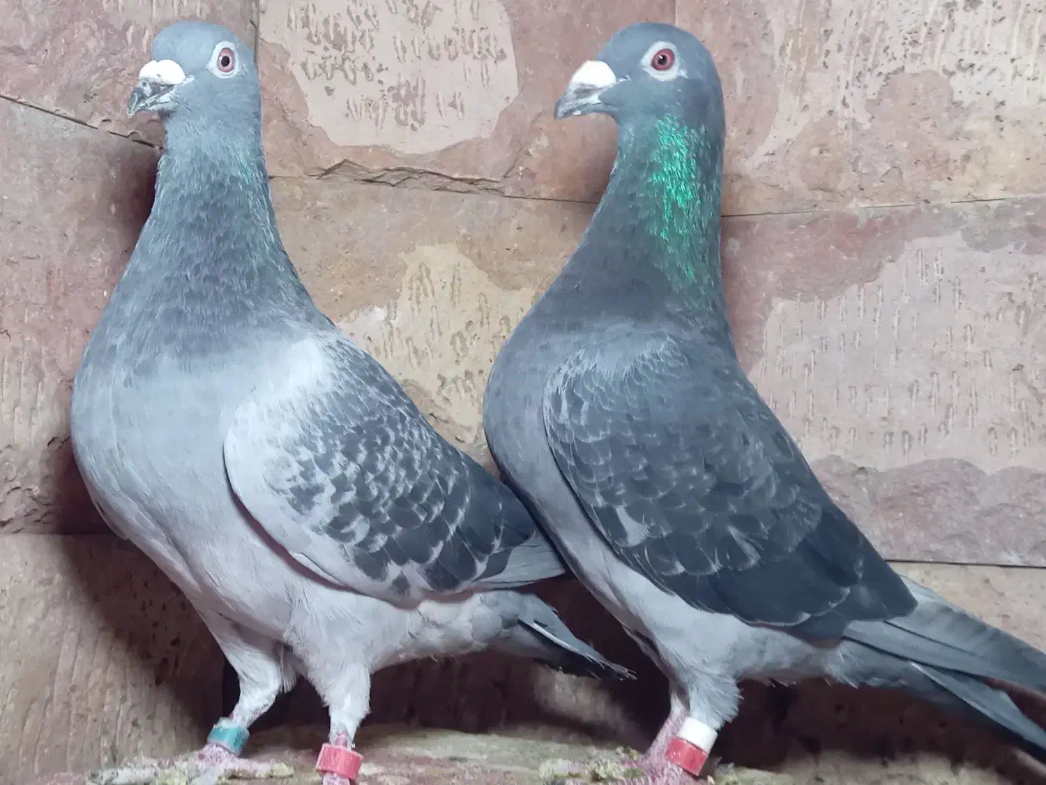 کبوتر مسافتی|پرنده|مشهد, آزادشهر|دیوار