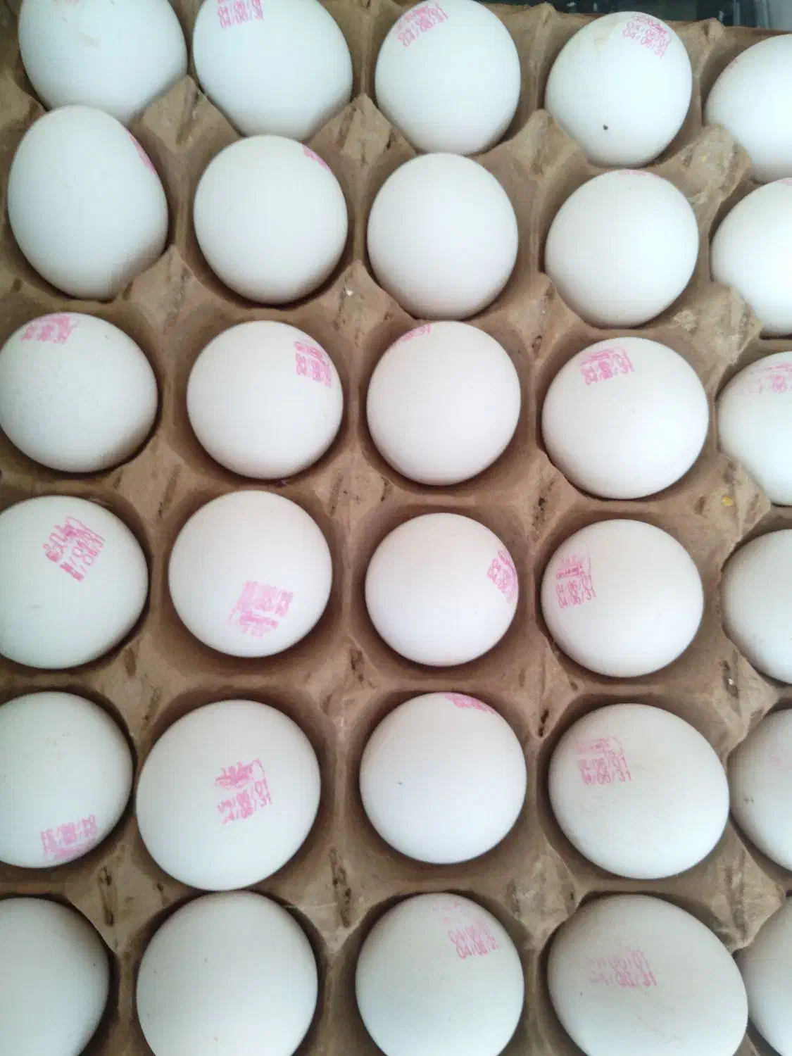 تخم مرغ روز|خوردنی و آشامیدنی|مشهد, گلبرگ|دیوار